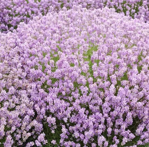 Angustifolia Rosea - 9cm pot