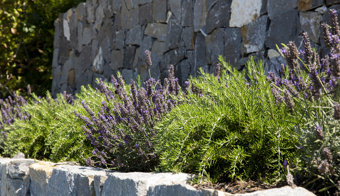 PRE-ORDER Lavender & Rosemary Hedging Pack - 24 plants