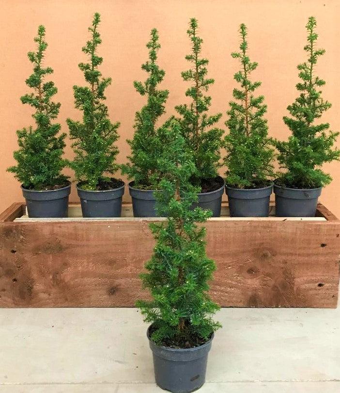 Potted Christmas Tree