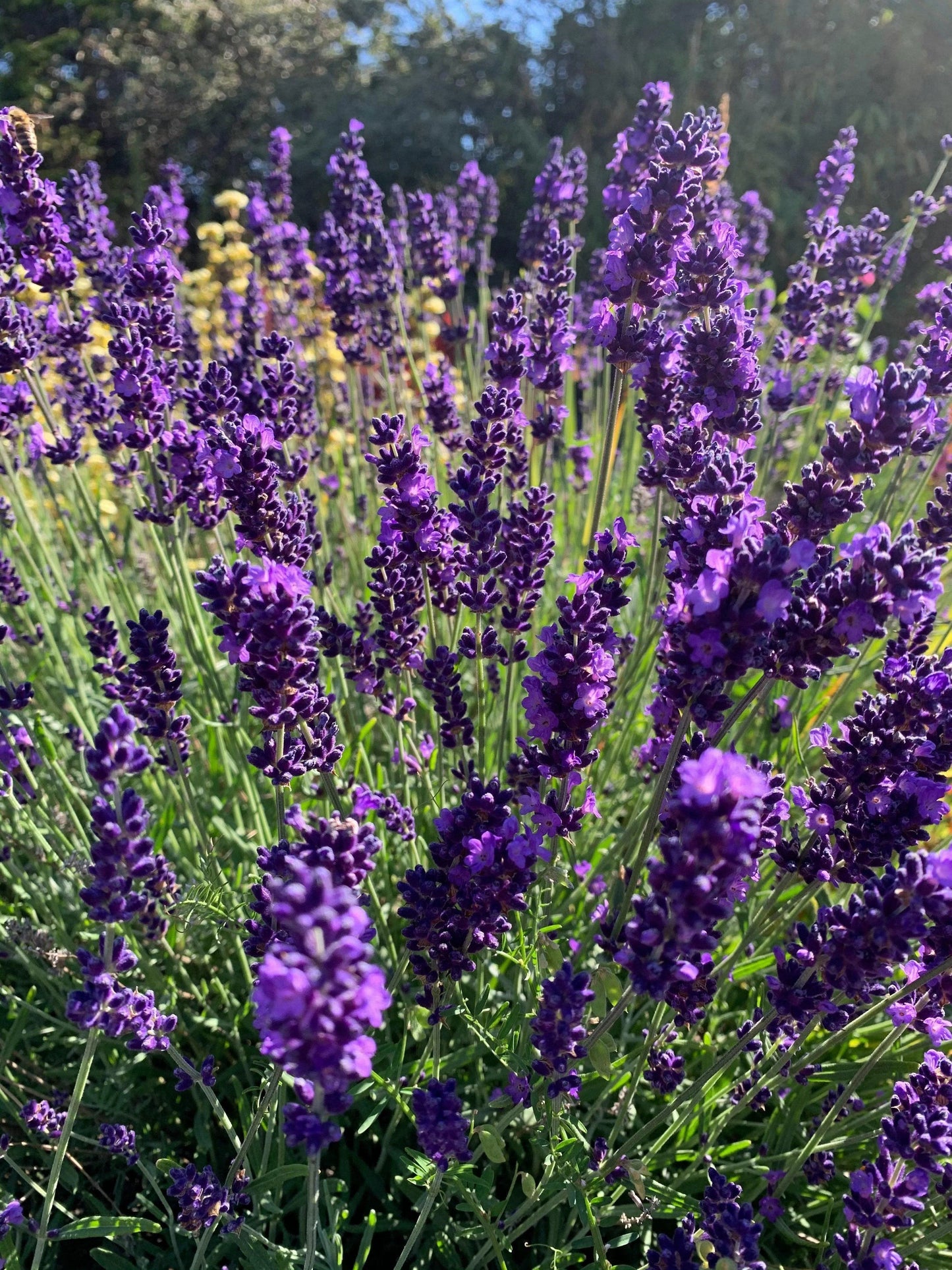 12 x Lavender Hidcote Mis-shapes