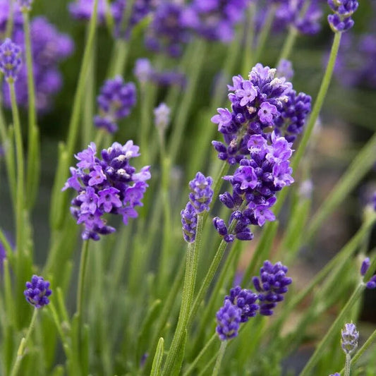 Angustifolia Thumbelina Leigh - 9cm pot