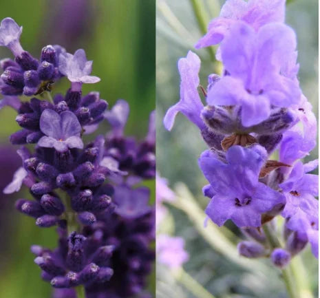 Lavender Hidcote & Munstead mix - 12 x 9cm pots