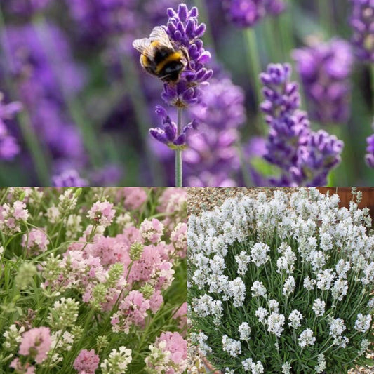 Lavender Mix - 2 Hidcote, 2 Rosea & 2 Edelweiss - 9cm Pots