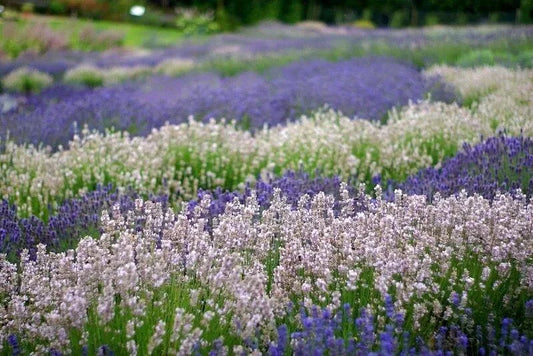 Lavender Mystery Box - 6 plants