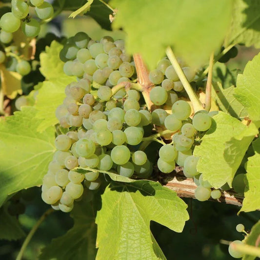 Vitis 'Bianca' (White) - 15cm pot, 50cm tall