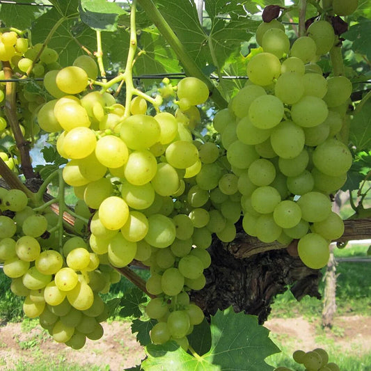 Vitis 'Lakemont' (White) - 15cm pot, 50cm tall