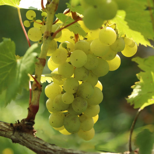 Vitis 'Phönix' (White) - 15cm pot, 50cm tall