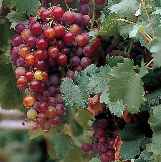 Vitis 'Vanessa' (Red) - 15cm pot, 50cm tall