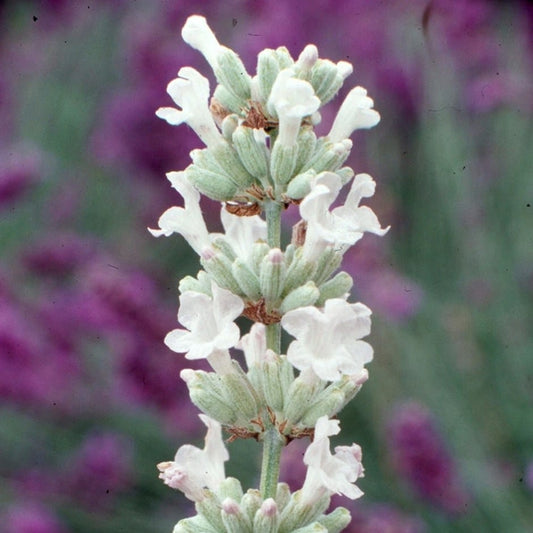 Lavandula angustifolia 'Arctic Snow' - 9cm pot