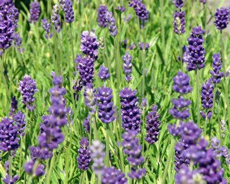 Angustifolia Hidcote - 9cm pot