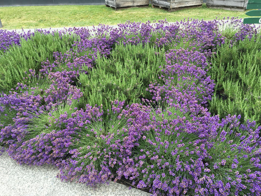 Lavender & Rosemary Hedging Pack - 24 plants