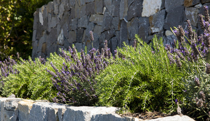 PRE-ORDER Lavender & Rosemary Hedging Pack - 24 plants