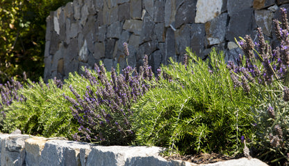 Lavender & Rosemary Hedging Pack - 24 plants