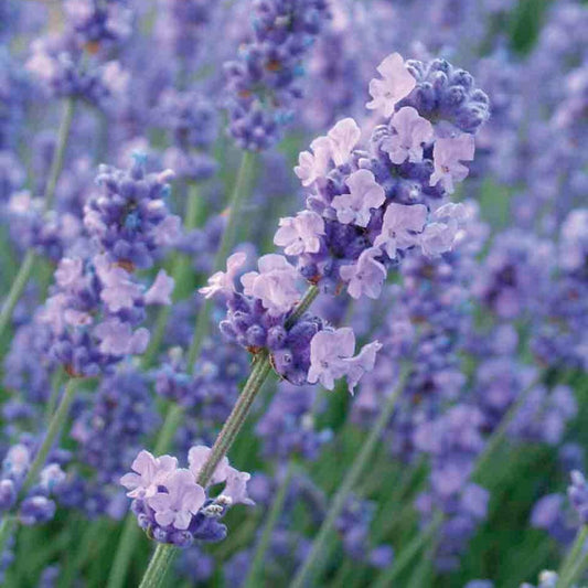 Lavandula angustifolia Melissa Lilac - 9cm pot