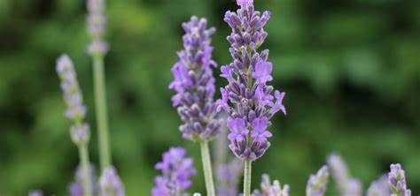 Lavandula Silver Sands - 9cm pot